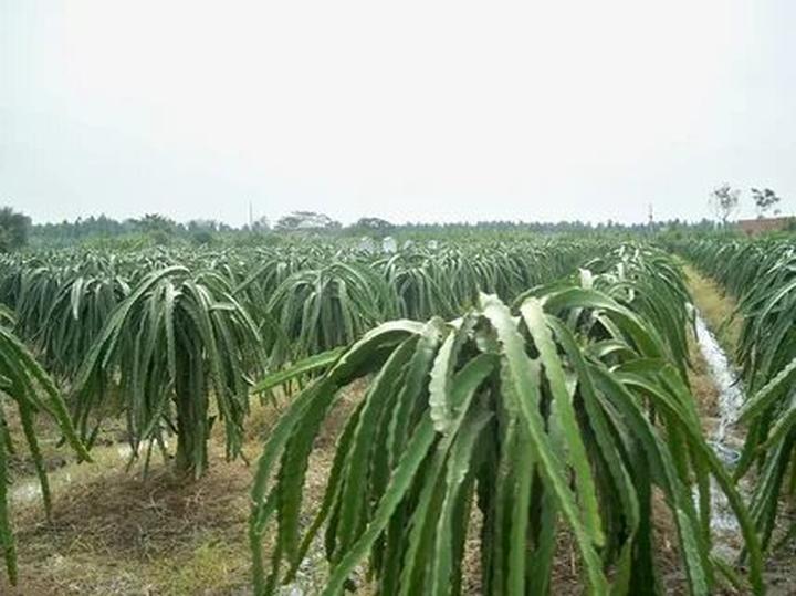 Bonobo: Nguồn Gốc Tiến Hóa Của Ngôn Ngữ Con Người?